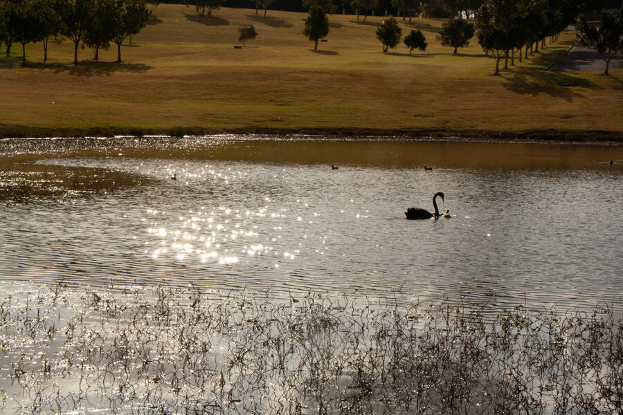 swan lake