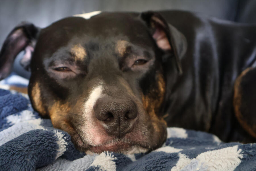 sleepy noodle