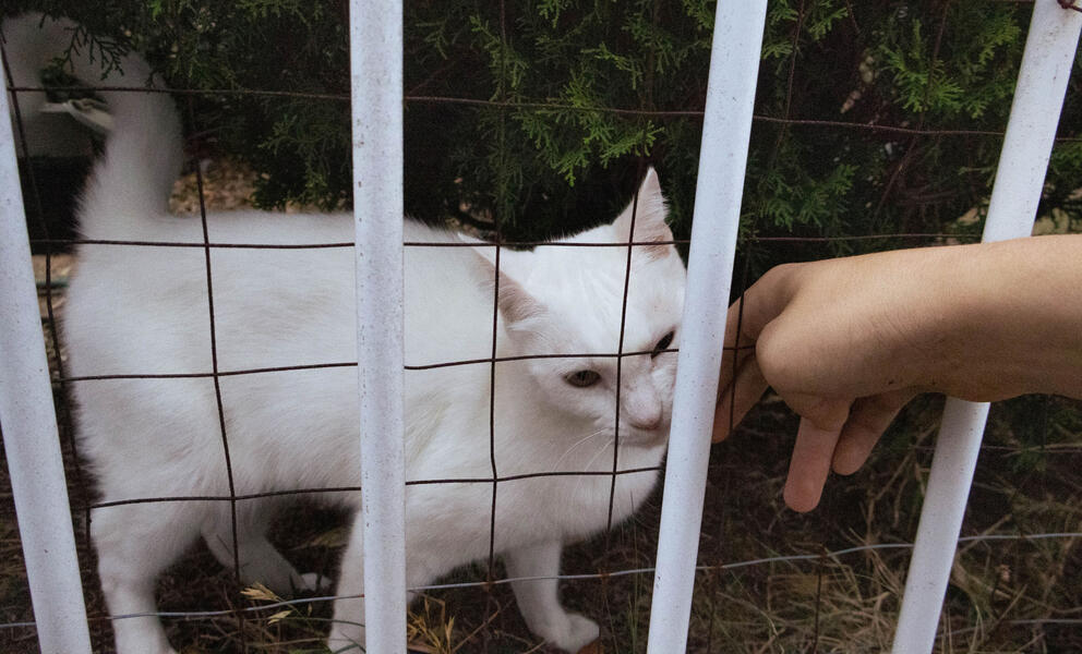 neighbourhood cat