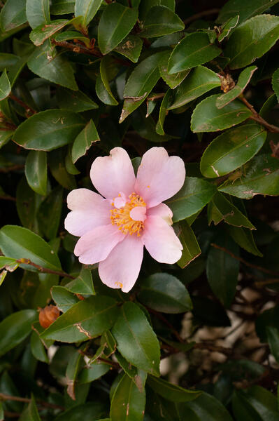 pink flower